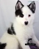 Amy - Pomsky Puppy
