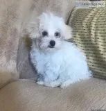 Male Malti-Poo Puppy