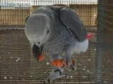 Adorable African Grey Parrot for Adoption