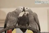 Tamed African Grey For Sale