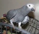 Two African Grey Parrots for re-homing