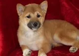 Abby Female AKC Shiba Inu