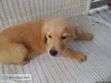 5 AKC Golden retrievers