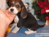 Adorable purebred Beagle puppies for sale