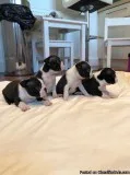 Very healthy and cute Boston Terrier puppies for you