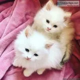 Persia kittens for sale