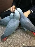 Beautiful Male and Female Congo African Grey Parrots for sale