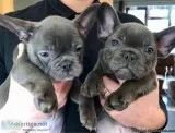 Cute MF French bulldog pups