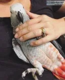 African grey baby parrot 16 months old tame inc cage