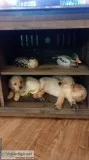 AKC LABRADOR RETREIVER PUPPIES