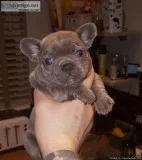 anxious MF French bulldog pups