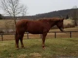 Chestnut Percheron Gelding