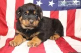 Diesel Male Rottweiler