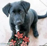Sweet baby girl puppy