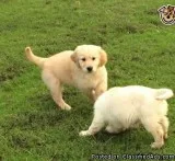 Home Raised Labrador Puppies Ready to go