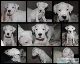 Purebred Dogo Argentino Puppies