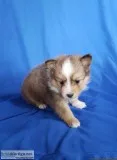 Ollie Male Aussie Sheltie Mini Mix