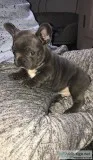 well Train MF French bulldog pups