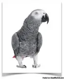 Female Healthy African Grey Parrot