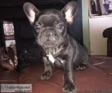 Adorable Blue  MF French bulldog pups