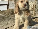 Cocker Spaniel&rsquos for Sale
