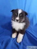 Joey Male Aussie Sheltie Mini Mix