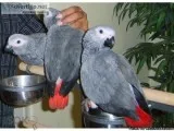 Beautiful Male and Female Congo African Grey Parrots for sale