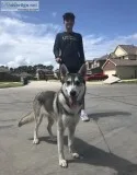 Husky German Shepherd FOR SALE