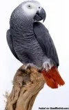 African Grey Parrots for Sale