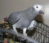 Talking Pair of African Grey Parrots