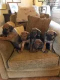 Adorable Rhodesian Ridgeback Puppies