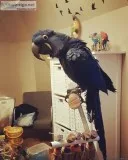 My cute Hyacinth Macaw is ready to leave my home now