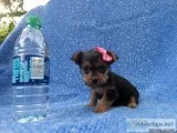 Yorkie  Terrier Puppies
