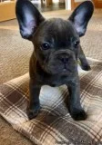 Socialize MF French bulldog pups