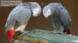 Pair Of African grey For Sale