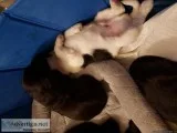 Healthy Rottiedoodles