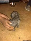 Puppies need home