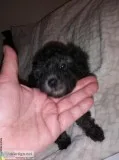 Silver female toy poodle and black teacup male poodle puppy