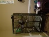 Sugar glider pair