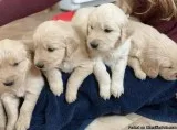 Golden retriever puppies