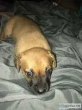 One Female Mixed puppy left 5 Weeks