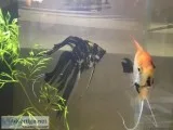 Angel fish