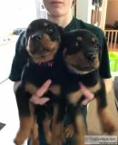 REHOMING Avaliable Rottweiler puppies
