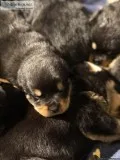 Purebred German Rottweiler Pups