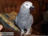 PAIR OF CONGO AFRICAN GREY PARROTS FOR SALE