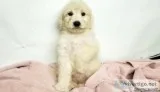Danielle Female Mini Goldendoodle - 750