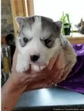 Ckc Blue Eyes Siberian Husky Puppies For Sale