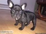 Show Quality MF French bulldog pups