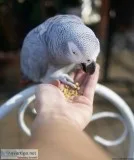 AFRICAN GREY PARROTS FOR SALE WITH CAGE