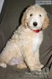 Baker Male Standard Poodle
